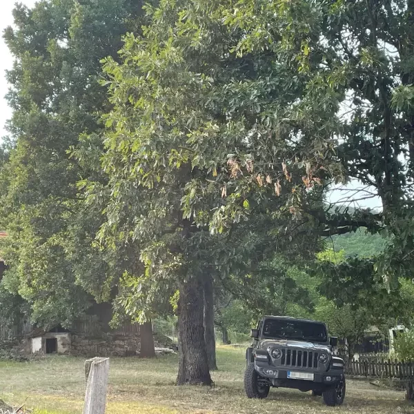 A Jeep Wrangler Rubicon car parked under a tall tree on a mountain estate.